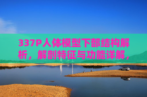 337P人体模型下部结构解析，解剖特征与功能详解，337P人体模型下部结构解剖特征与功能详解