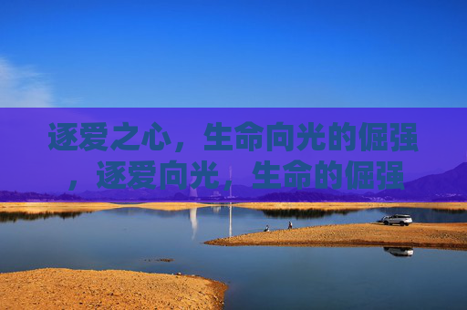 逐爱之心，生命向光的倔强，逐爱向光，生命的倔强