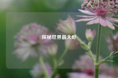 探秘世界最大虾